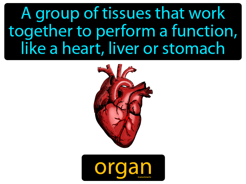 Organ Definition