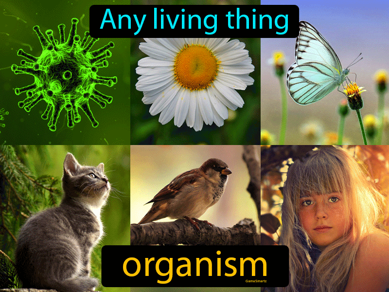 Organism Definition