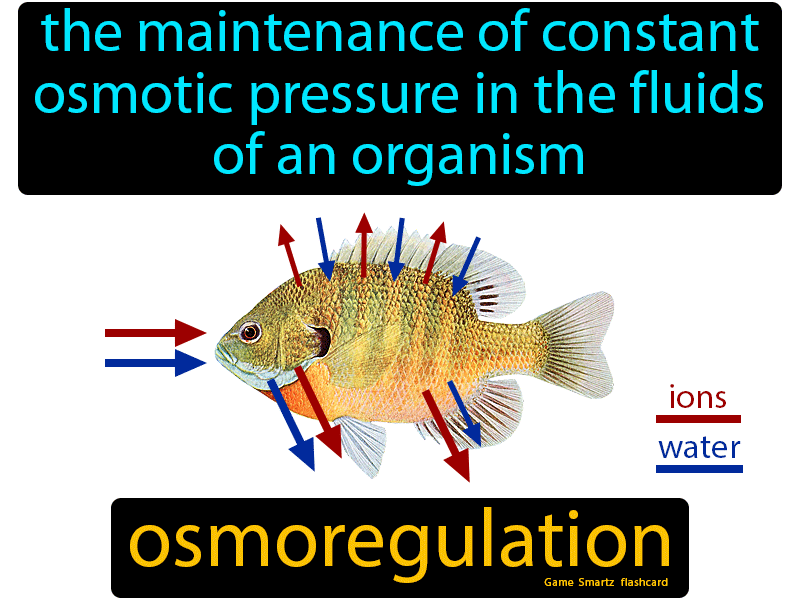 Osmoregulation Definition