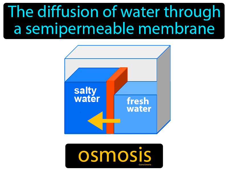 Osmosis - Easy to Understand