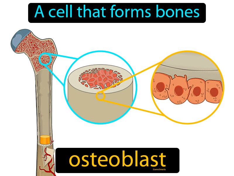 Osteoblast Definition