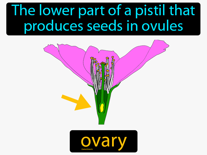 Ovary Definition