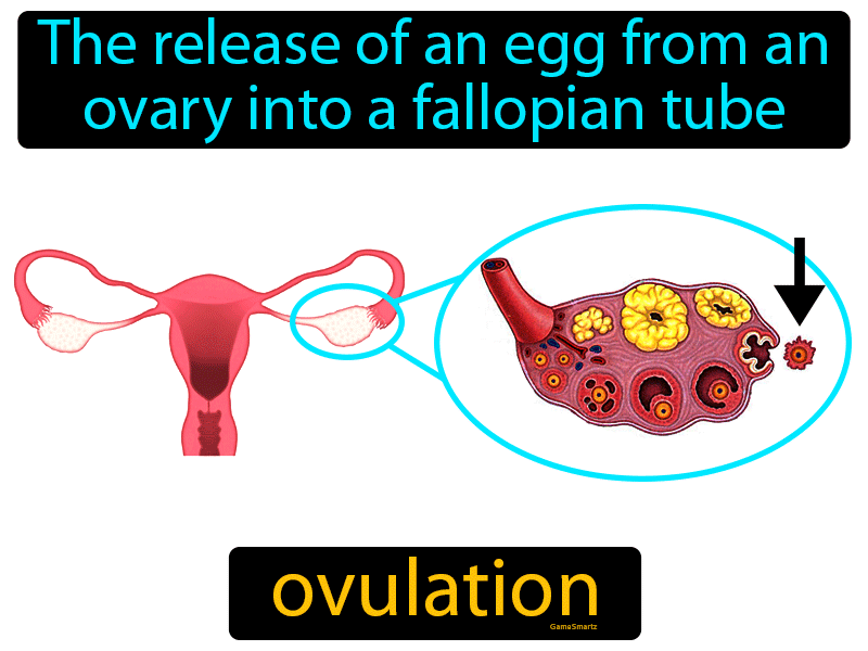 Ovulation Definition