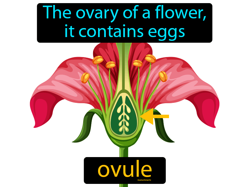 Definition Of Ovule In Flower