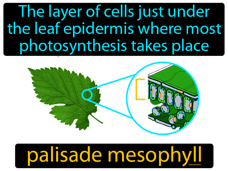 Palisade Mesophyll Definition
