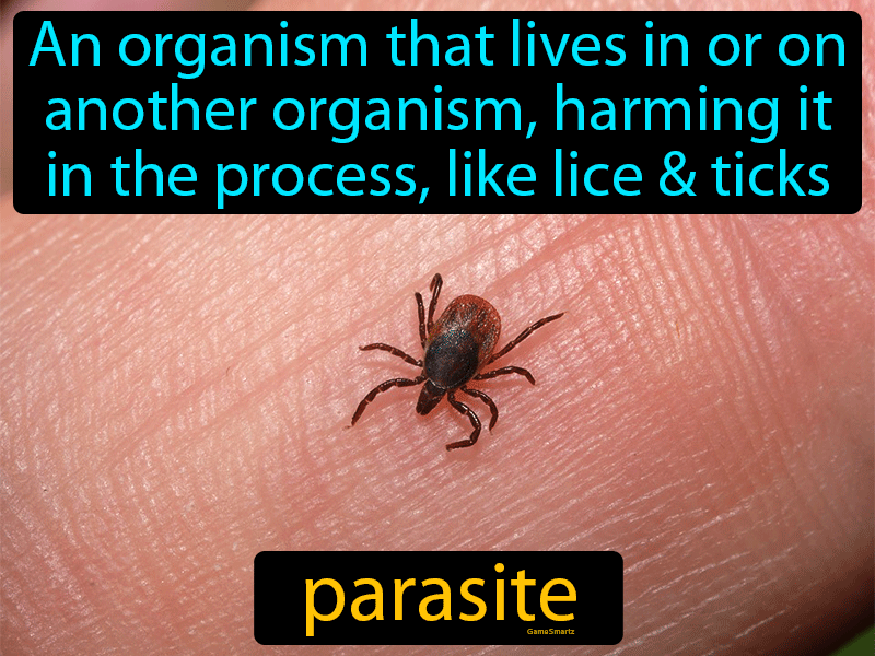 Parasite meaning