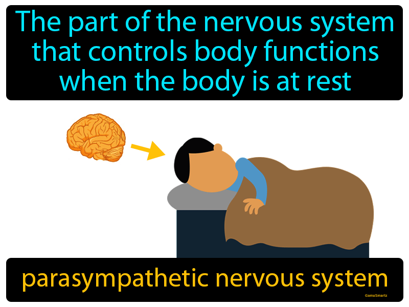 Parasympathetic Nervous System Definition