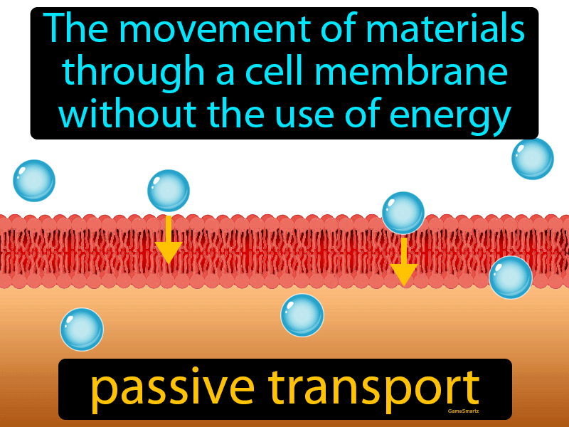 Passive Transport Definition