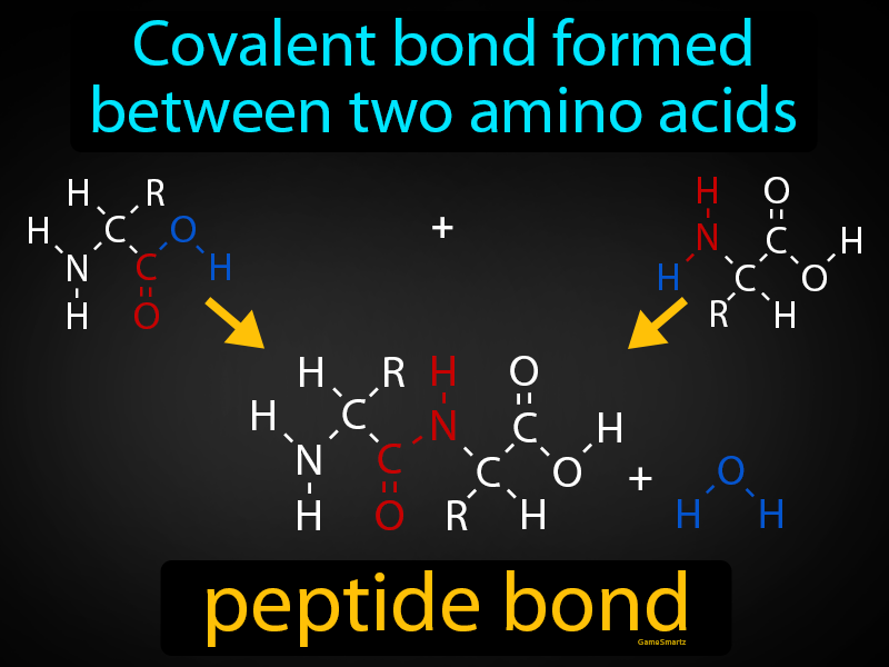 Peptide Bond Definition