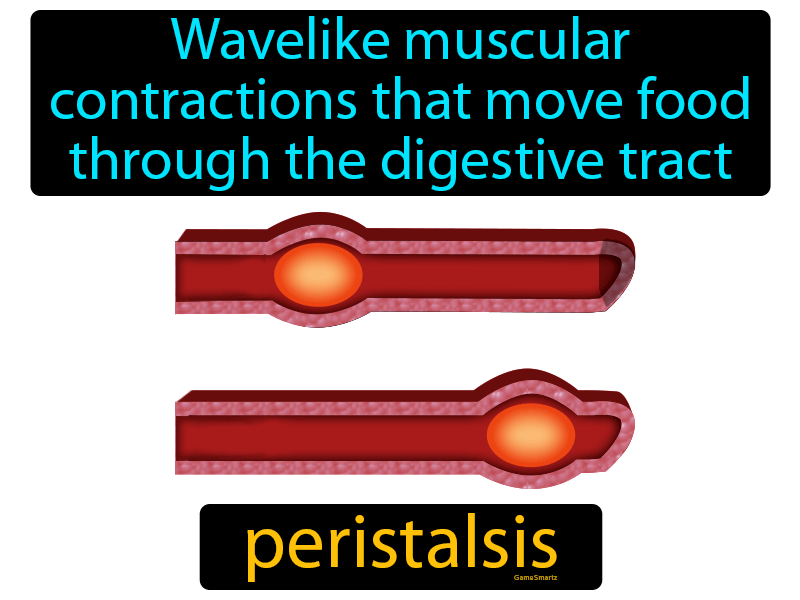 Peristalsis Definition