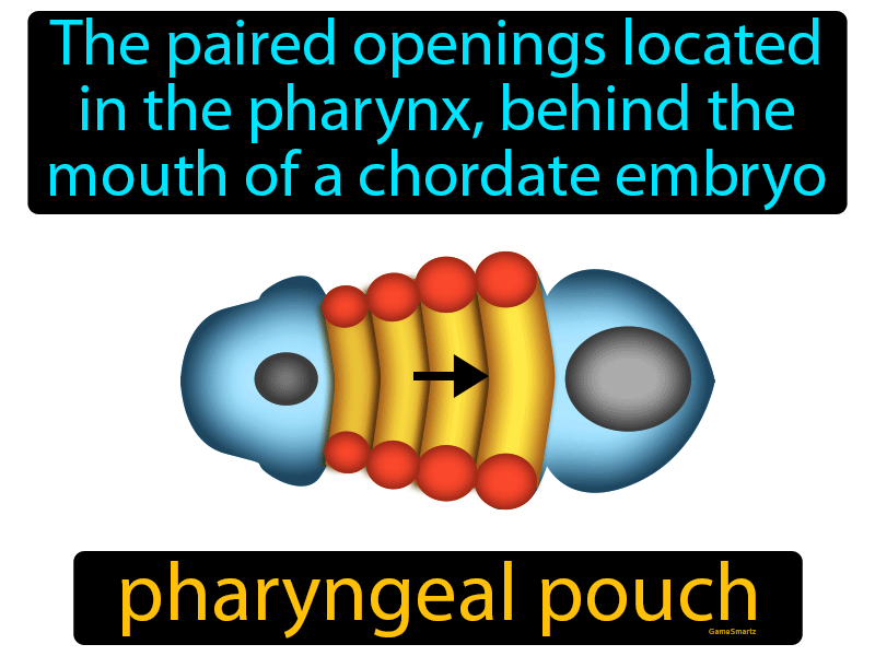 Pharyngeal Pouch Definition