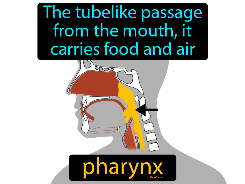 Pharynx Definition