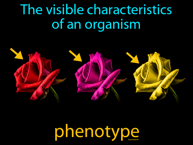 Phenotype Definition