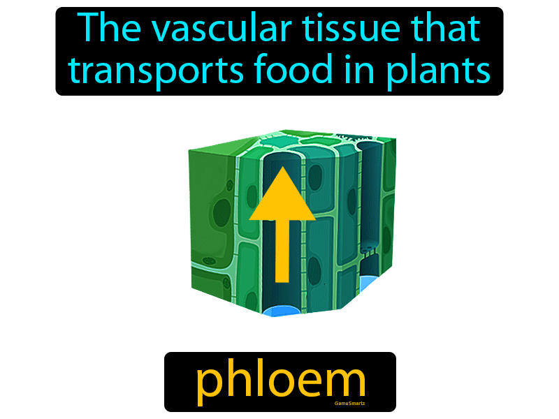 Phloem Definition