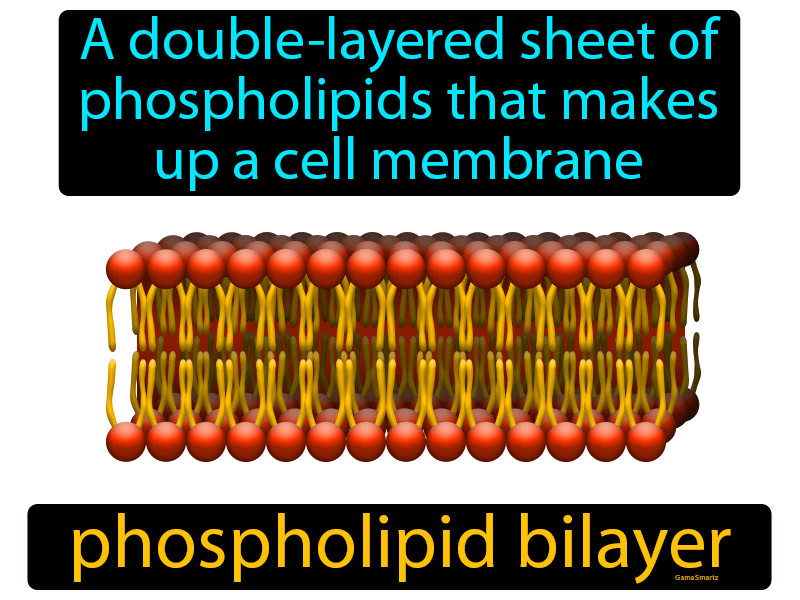 phospholipid bilayer model