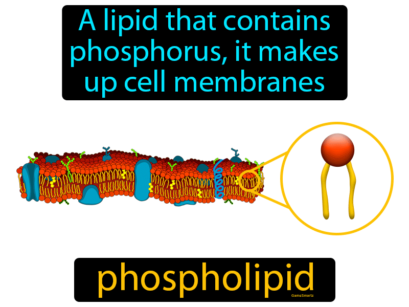 Phospholipid Definition