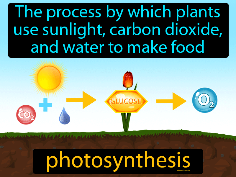 What does store photosynthesis mean