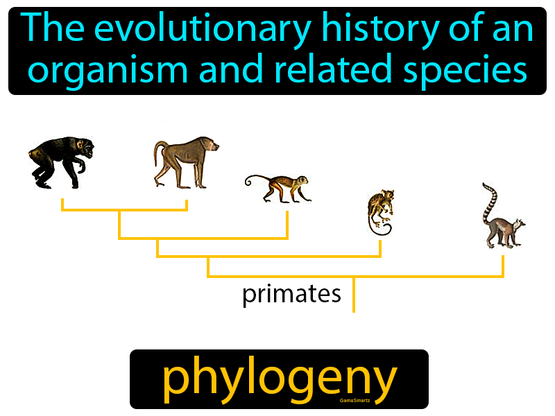 Phylogeny Definition