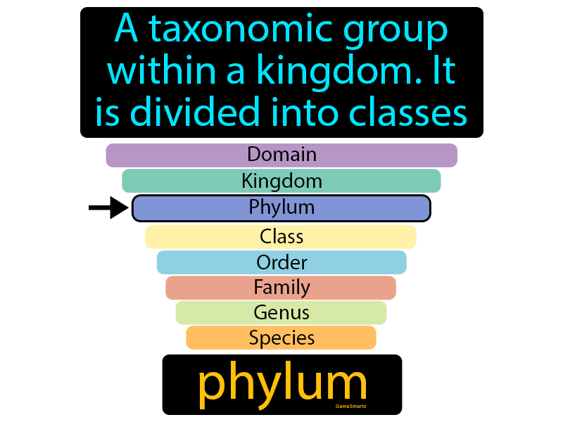 Phylum Definition