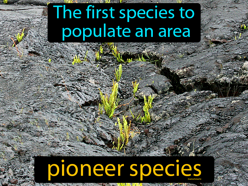 Pioneer Species Definition