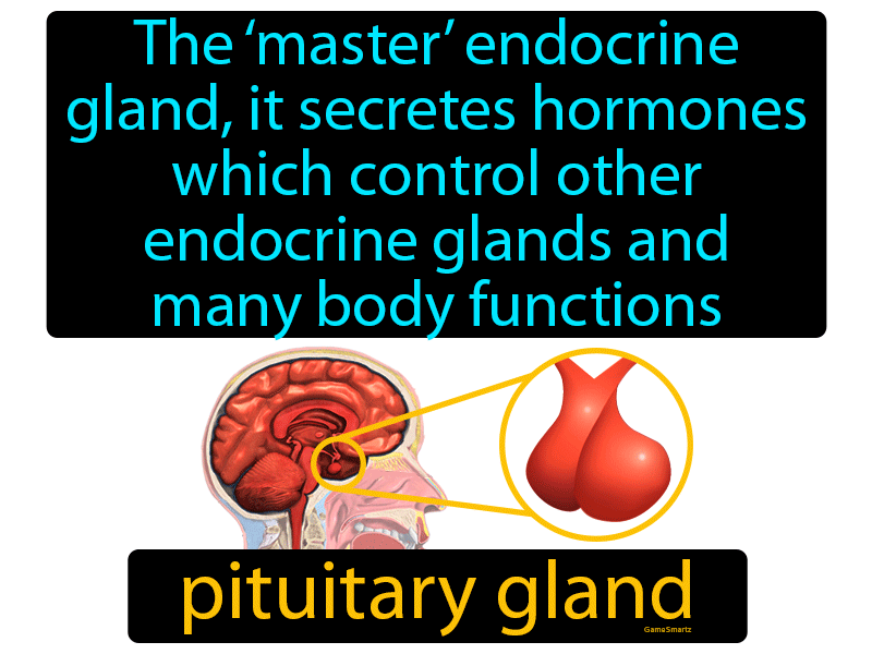 Pituitary Gland Definition