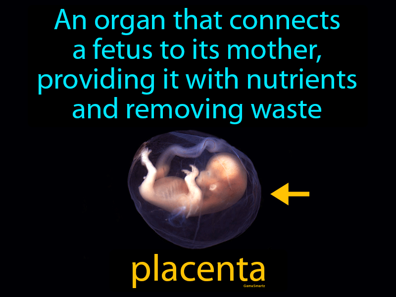 Placenta Definition & Image | GameSmartz