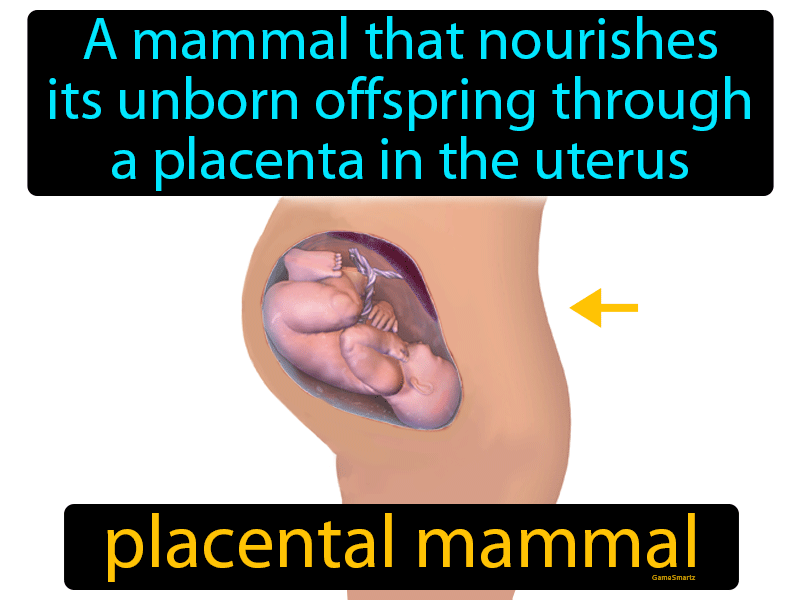 placental-mammal-definition-image-gamesmartz