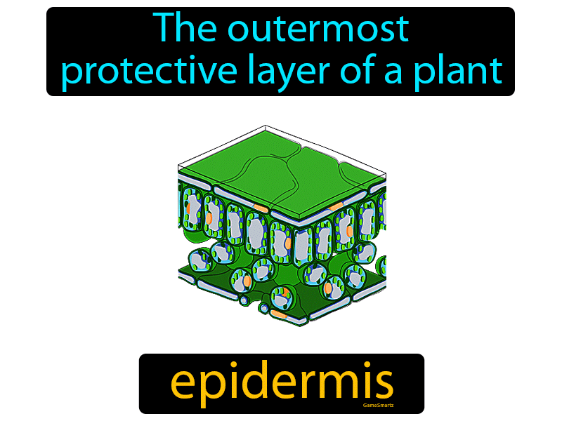 Plant Epidermis Definition