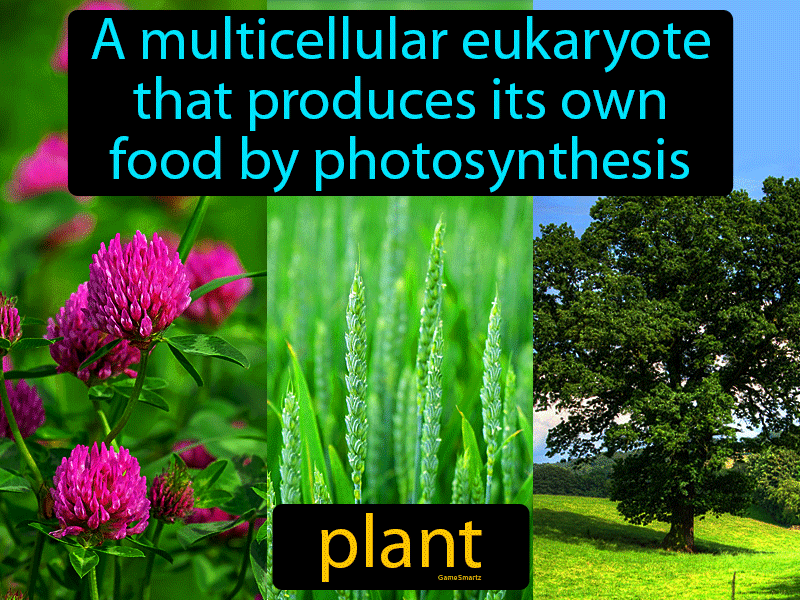 Plant Definition