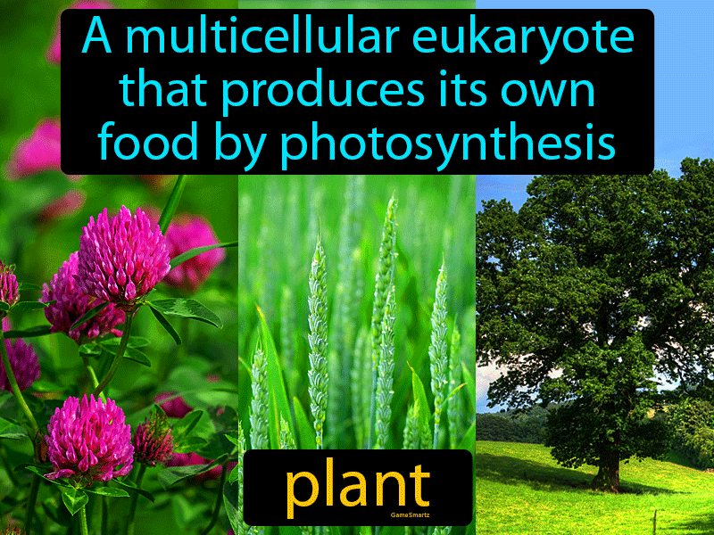 plant-definition-image-gamesmartz