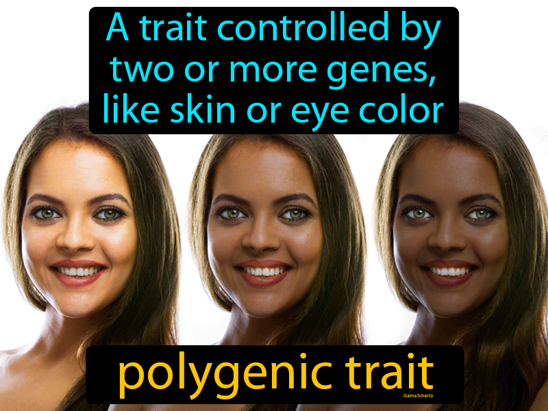 Polygenic Trait Definition