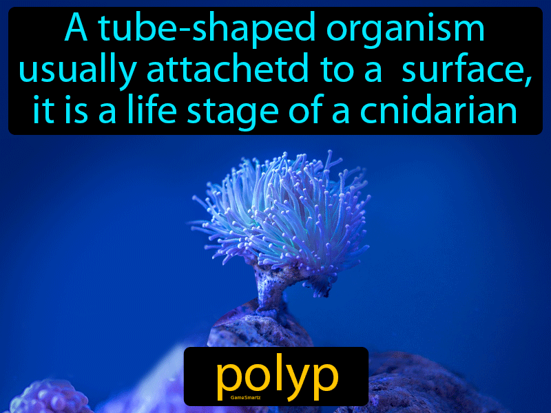 Polyp Definition
