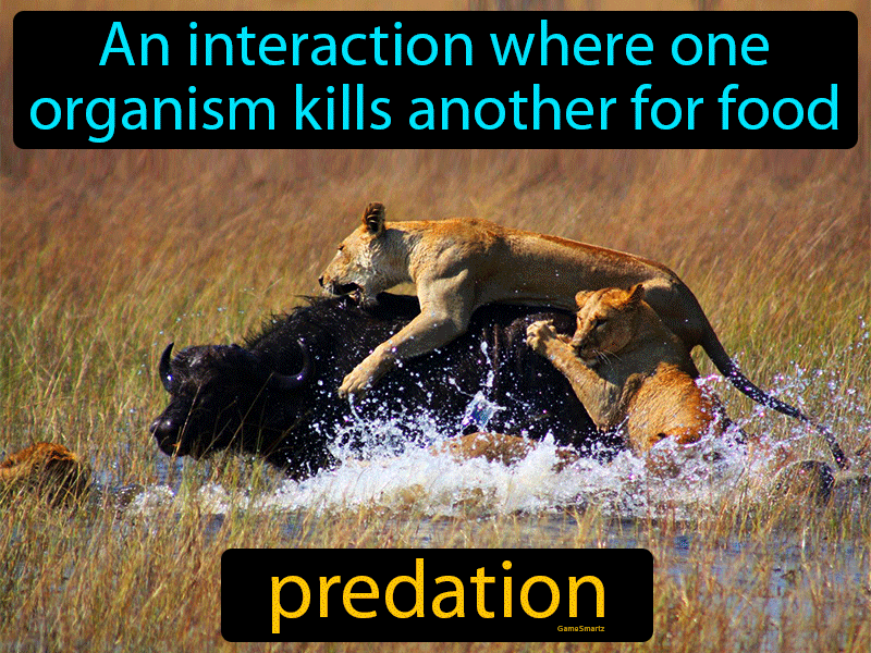 Predation Definition