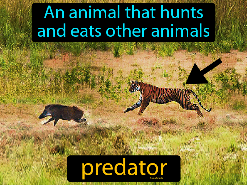 Predator Definition & Image | GameSmartz