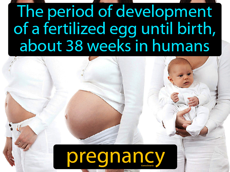 Pregnancy Definition