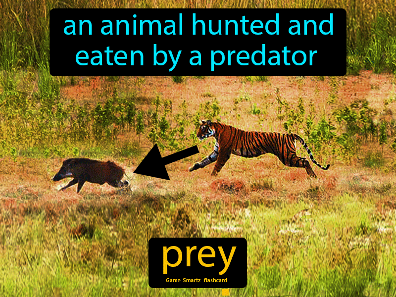 Definition & Meaning of Prey