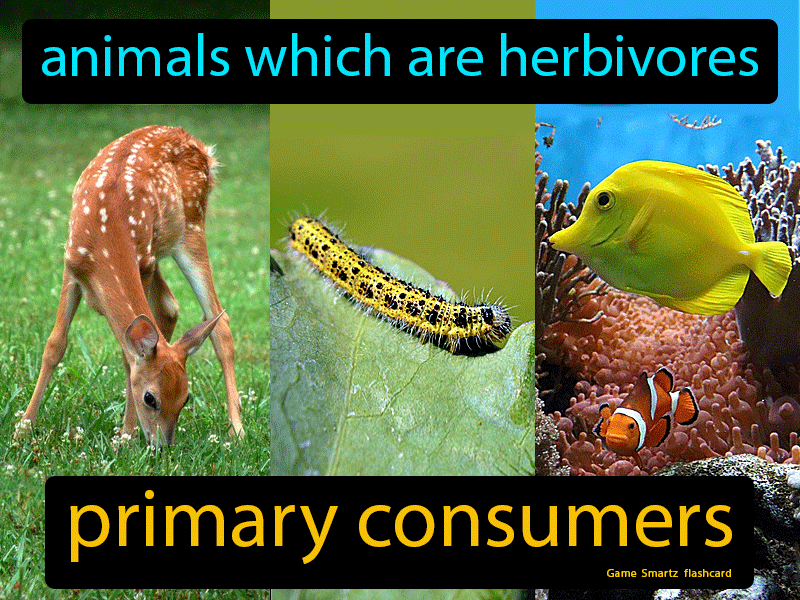 Quaternary Consumers Definition Types Video Lesson