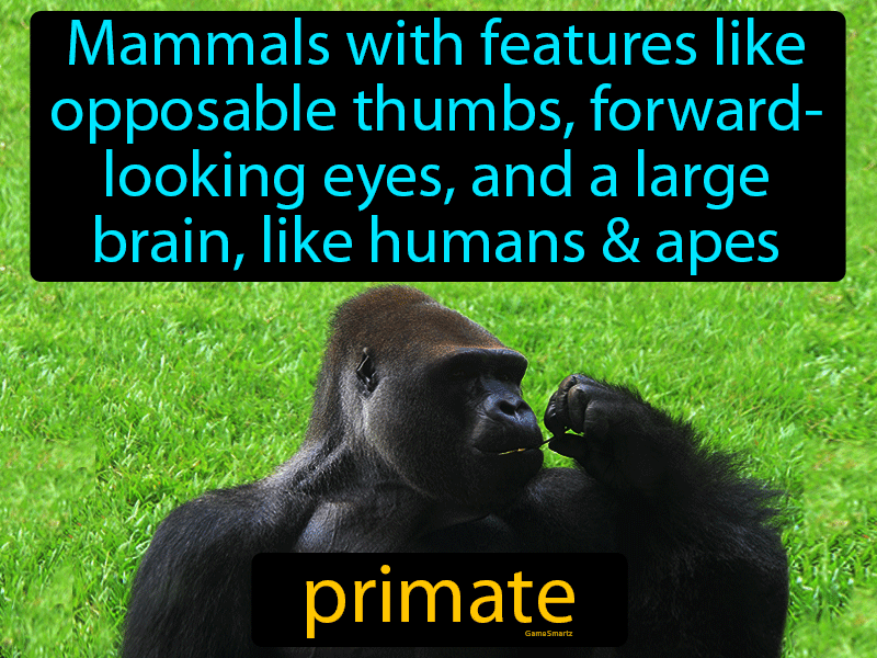 Primate Definition & Image | GameSmartz