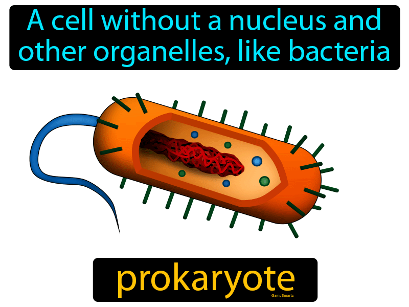 Prokaryote Definition