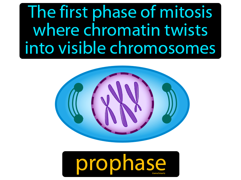 Prophase Definition
