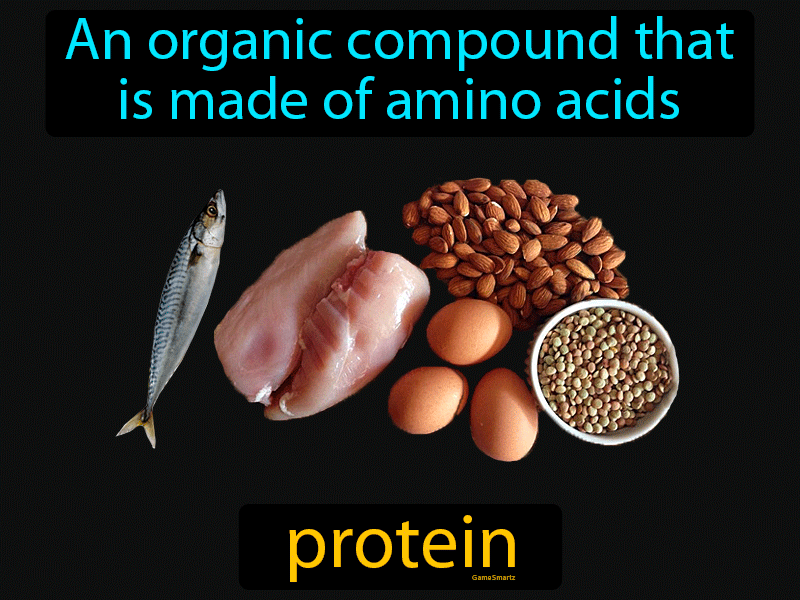 Protein Definition