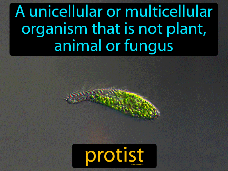 Protist Definition