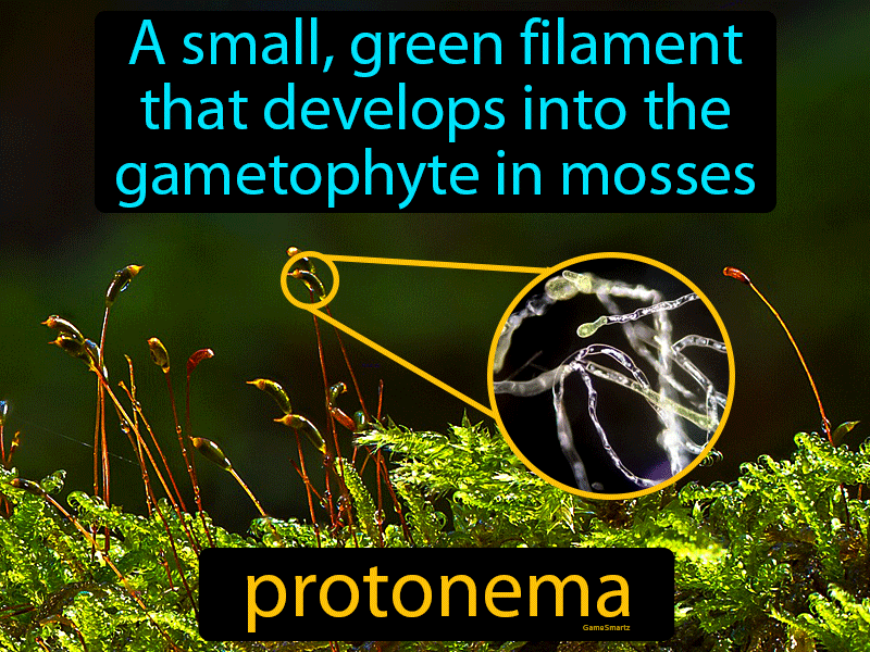 Protonema Definition