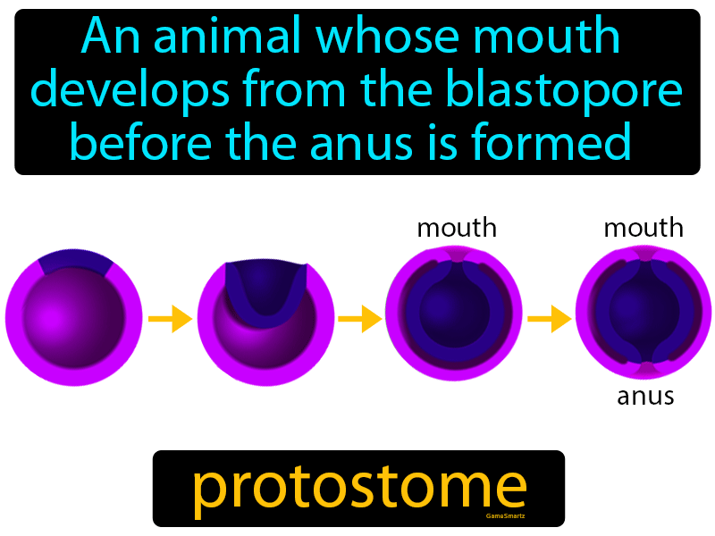 Protostome Definition