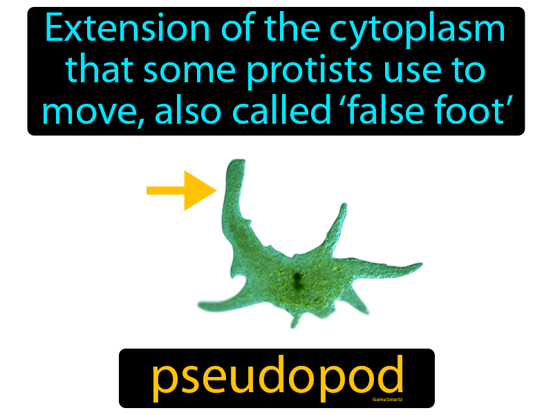 Pseudopod Definition