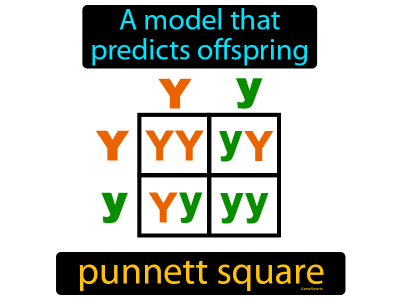 Punnett Square Definition