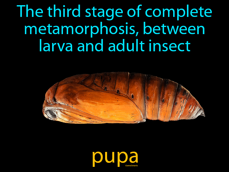 Pupa Definition