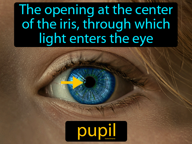 Pupil Definition