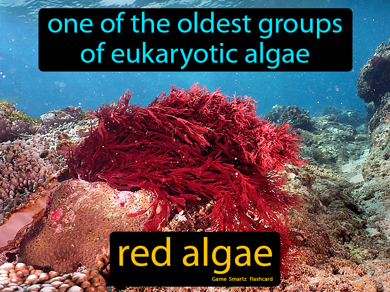 Red Algae Definition