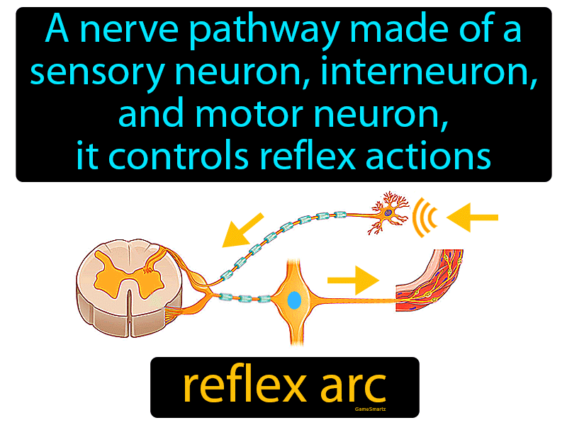 Reflex Arc Definition